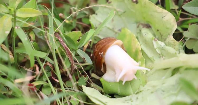 幻塔食腐蜗牛（游戏中稀有宠物的隐藏地点解密）  第3张