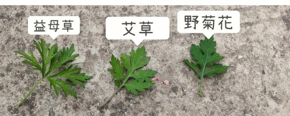 《荒野大镖客2》中的草药摘取指南（探索荒野）  第2张